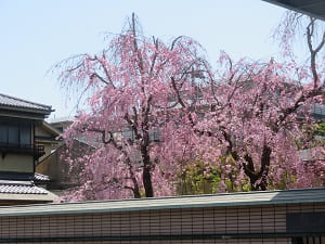 岡崎庵の八重紅枝垂れ桜