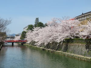 青空と疏水と桜