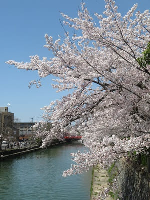 満開の桜を間近で見る