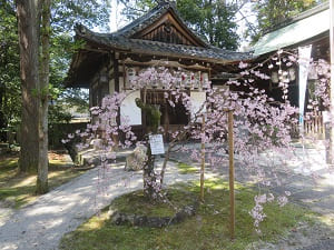 枝垂れ桜と神楽殿