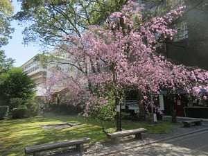社務所付近の八重紅枝垂れ桜