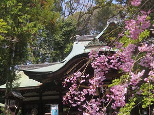 本殿の屋根と八重紅枝垂れ桜