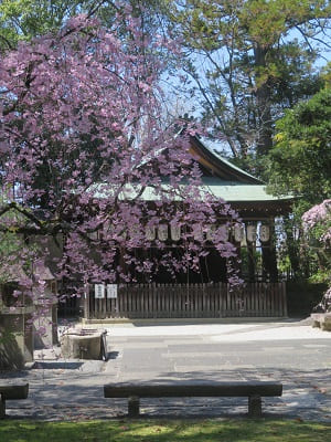 八重紅枝垂れ桜と神楽殿