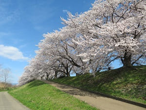 堤防の北側の桜並木