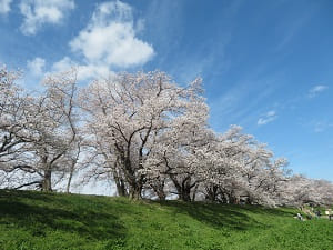 堤防の南側の桜並木
