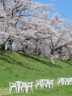 有料席と満開の桜