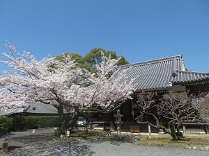 元三大師堂と桜