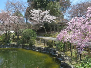 池と八重紅枝垂れ桜