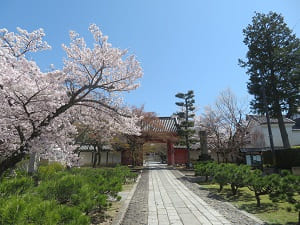 赤門と桜