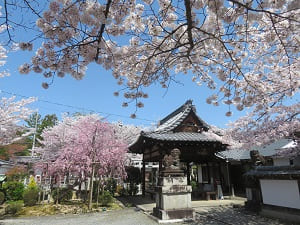 荼枳尼天の拝殿と桜