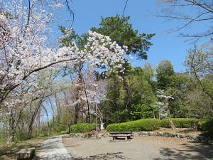 吉田山の桜