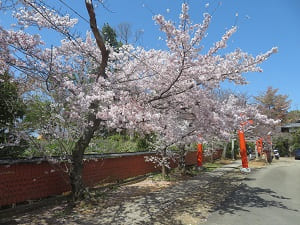 満開の桜が咲く参道