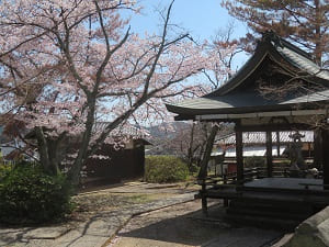 拝殿と桜