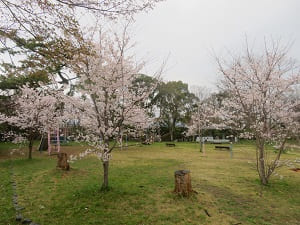 淀城跡公園の桜