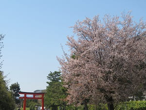 山桜と鳥居