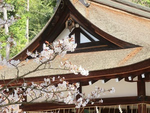 神楽殿の屋根と山桜