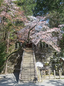 若宮社前の山桜