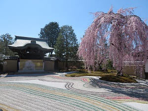 春の高台寺