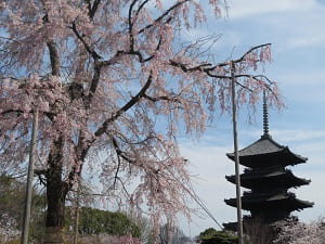 春の東寺
