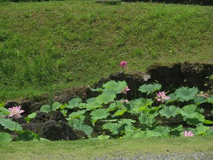 池に咲くハス