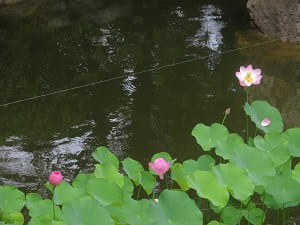 池で咲くハス