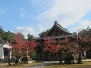 拝殿と桜の紅葉