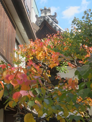 紅葉する梅の木