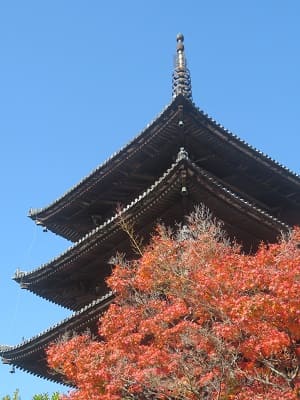見上げる紅葉と八坂の塔