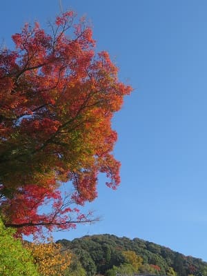 紅葉と秋空
