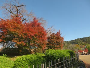 祇園枝垂れ桜付近の紅葉
