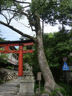 兎楽の樹