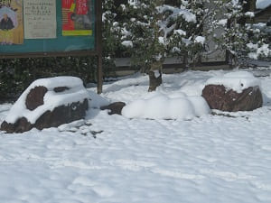 雪に埋もれた石