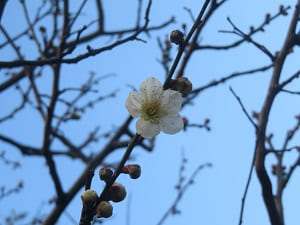 咲き始めの白梅