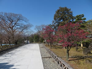 参道の紅梅