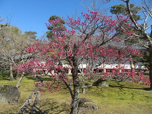 見ごろの紅梅