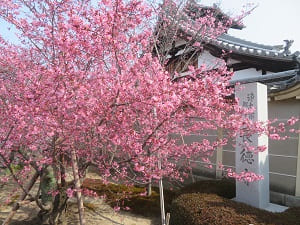 見ごろが近いオカメ桜