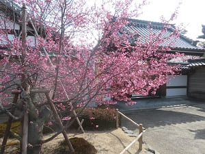 山門とオカメ桜