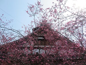 見上げるオカメ桜