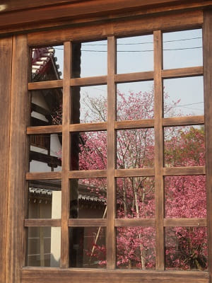 ガラスに映るオカメ桜