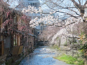 白川と桜