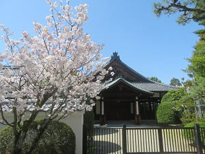 桜と御香宮参集館