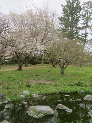 出水の小川と山桜
