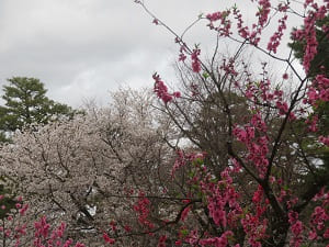 桃と山桜