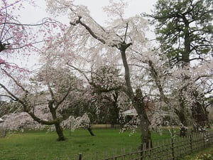 満開に糸桜