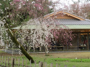 近衛邸跡休憩所と糸桜