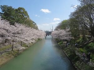 伏見港へと続く桜並木