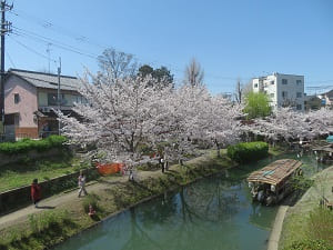 弁天橋から望む宇治川派流と桜