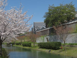 川の流れと桜