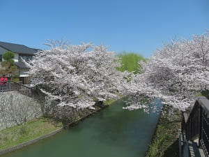 橋から見下ろす満開の桜
