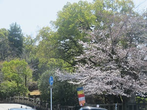 入り口の桜